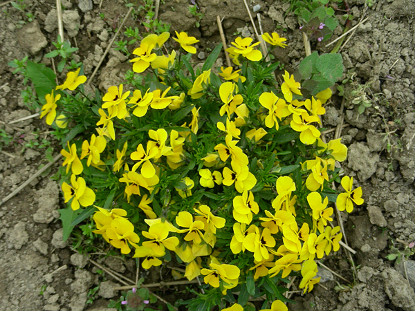 pansy in flower